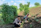 Bhabinkamtibmas-Desa-Jemirahan-Polsek-Jabon-Tinjau-Lahan-P2B,-Dukung-Ketahanan-Pangan-dan-Swasembada-Mandiri