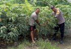 Kapolsek-Taman-Dorong-Ketahanan-Pangan-Lewat-Pemberdayaan-Lahan-Kosong-untuk-Aneka-Tanaman