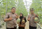 Polsek-Tarik-Polresta-Sidoarjo-Panen-Melon-Hidroponik-Bersama-Kelompok-Tani-Berkah-Makmur,-Wujud-Sinergi-Dukung-Ketahanan-Pangan