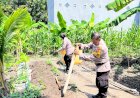 Optimalkan-Program-Ketahanan-Pangan,-Polsek-Waru-Optimis-Tanam-Jagung-Berhasil