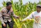 Dukung-Ketahanan-Pangan,-Polsek-Tulangan-Monitoring-Tanaman-Jagung-di-Desa-Kemantren